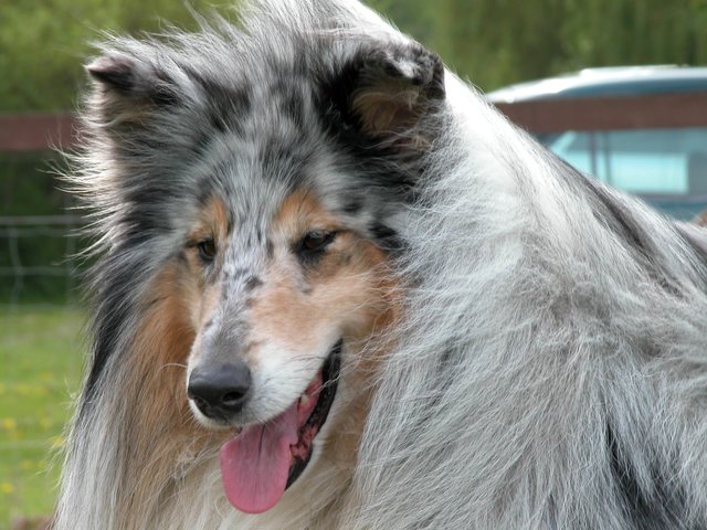 Meine Hunde