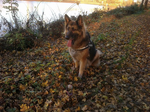 Der tut nix, suche mein Ball