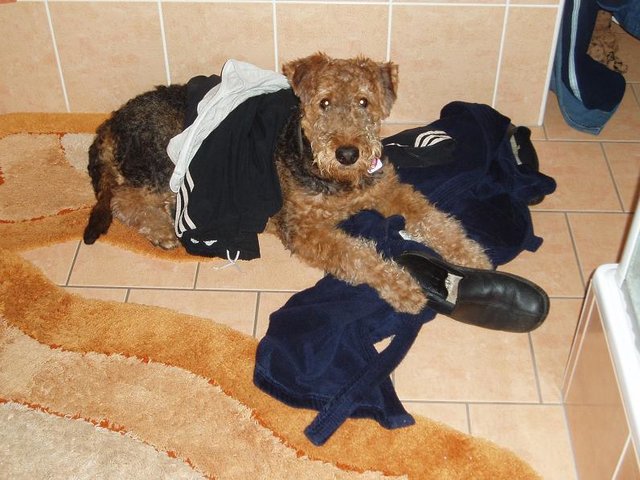 Ich war das nicht!! Ehrlich !!! Percy, Airedale-Rüde