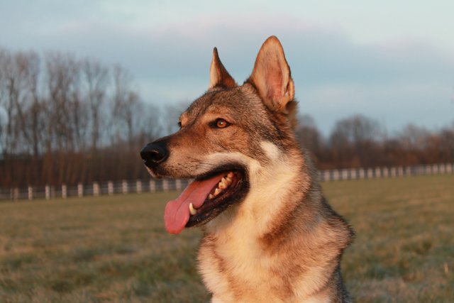 Ich bin kein Schäferhund,was bin ich???