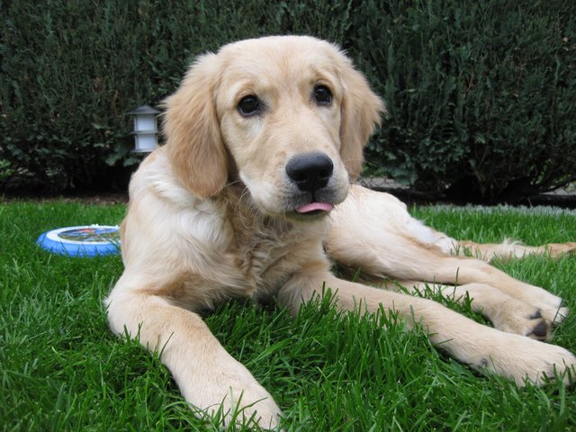 Mein Name ist Cooper, ich weiß von nix!!
