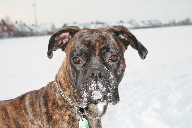 Hallo, ich bin der Tyson! :-)