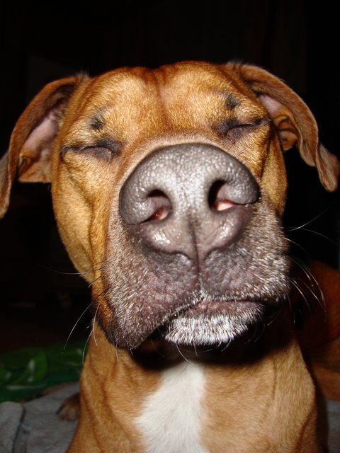 Hund oder Schwein, das ist hier die Frage?