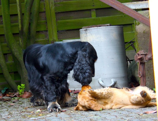 "Ok Großer, du bist der Chef, ich tu nix...!"
