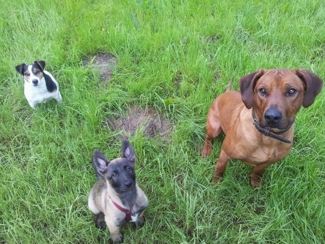die 3 Musketiere
