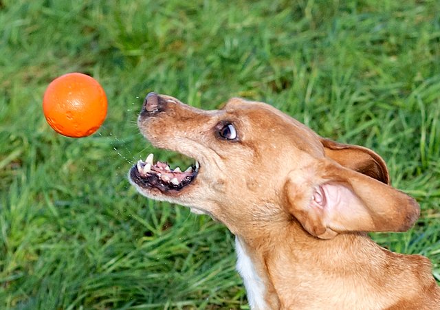 ich tu alles-aber nur für meinen Ball