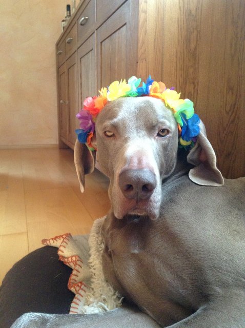 Scheiß Karneval...Immer dieser verdammte Kater am nächsten Morgen!!!