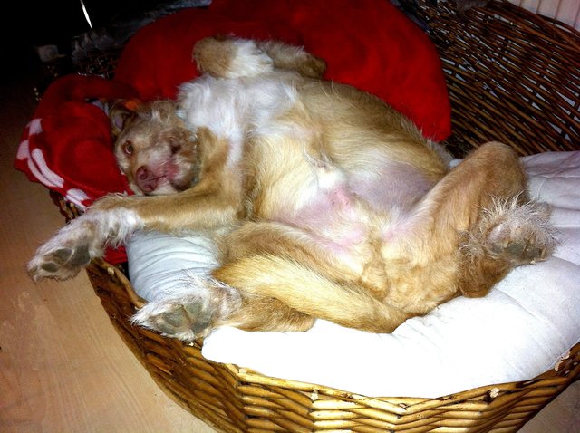 Schlafene Hunde soll man nicht wecken .....