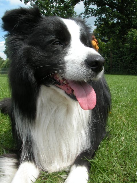 Nigel...der Bordre Collie