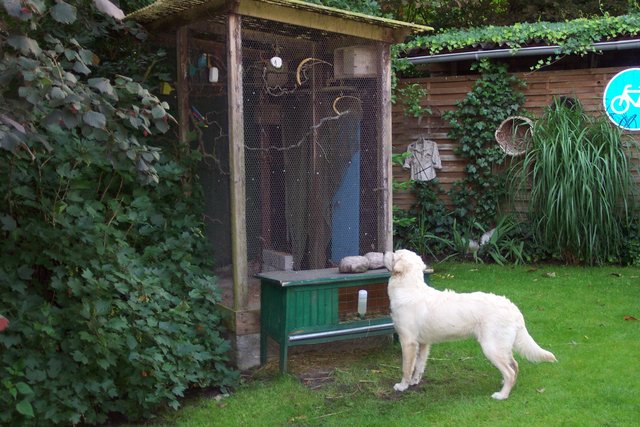 Hund wird doch mal gucken dürfen
