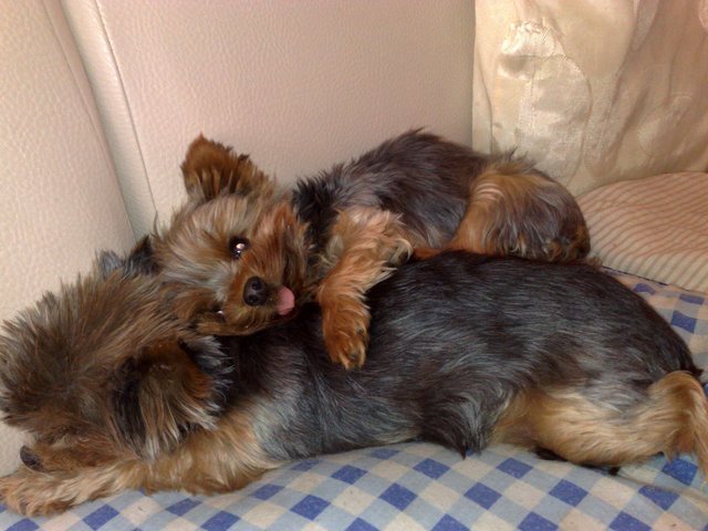 Isabella&Finchen