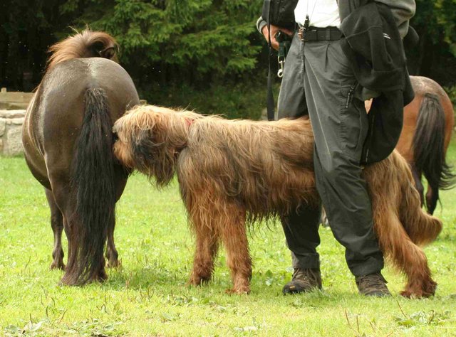 großer hund