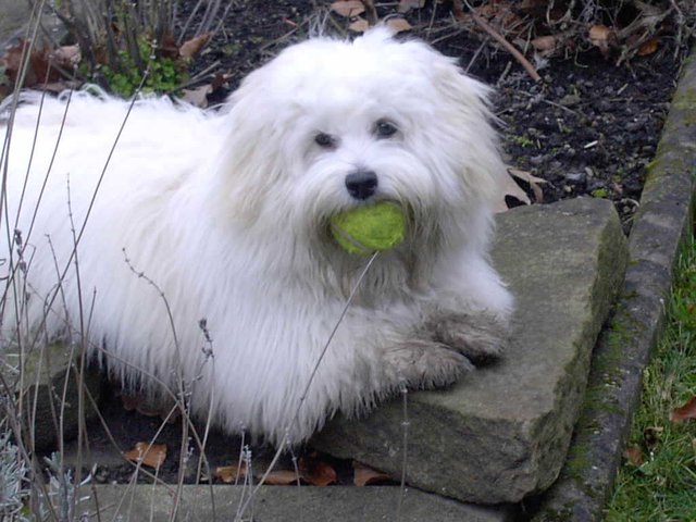 Der tut nix, der will nur spielen,