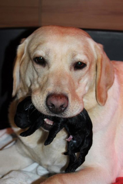 Sie tut nix... denn Sie ist eine Liebevolle Mama von acht kleinen Welpen...
