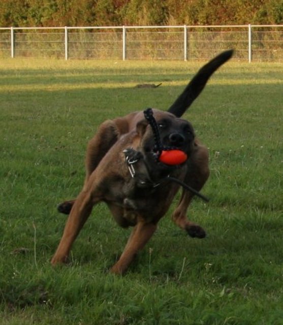 Ich will nur den Ball