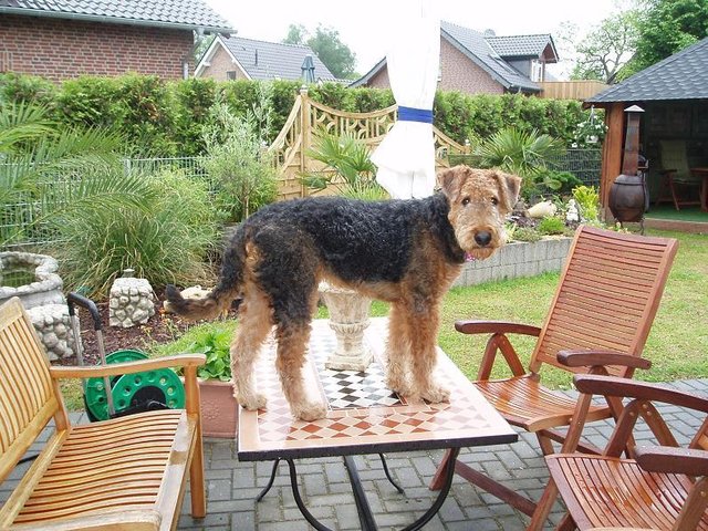 Wie??? Ich darf da nicht drauf??? Percy, Airedale-Rüde