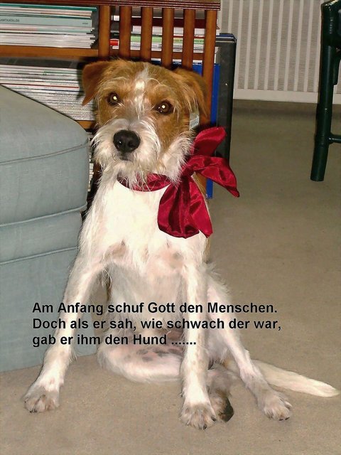 Das Bild spricht für sich und alle Hunde................