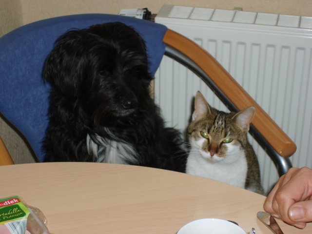 Das gemeinsame Frühstück