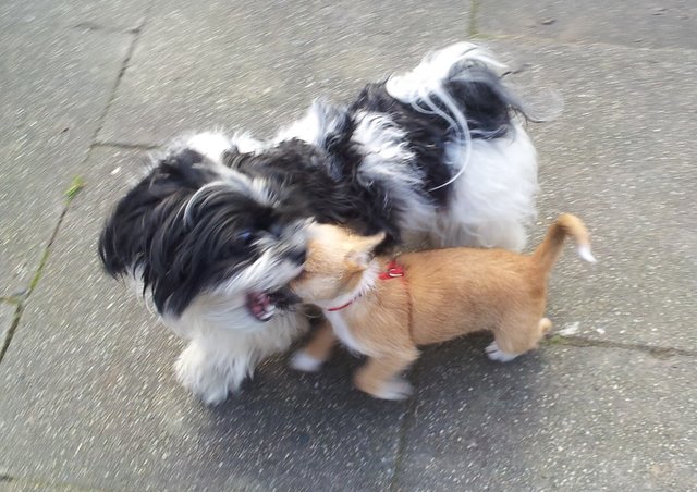 Hey, ich küsse die kleine Hundedame doch nur !