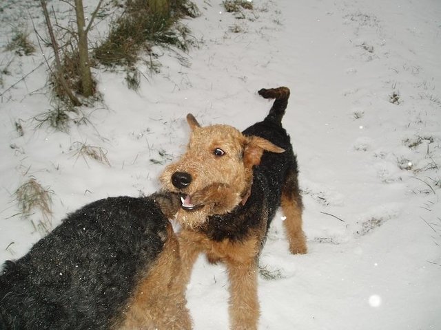 Svenja, Airedale-Mädchen und Nichte von Percy, ärgert ihren Onkel