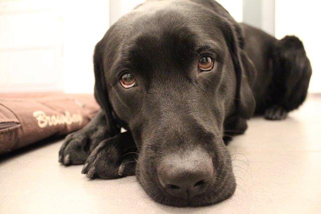 Unser Hund Sam