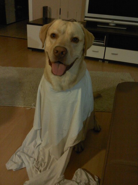 Herrchens T - shirt hat verloren!
