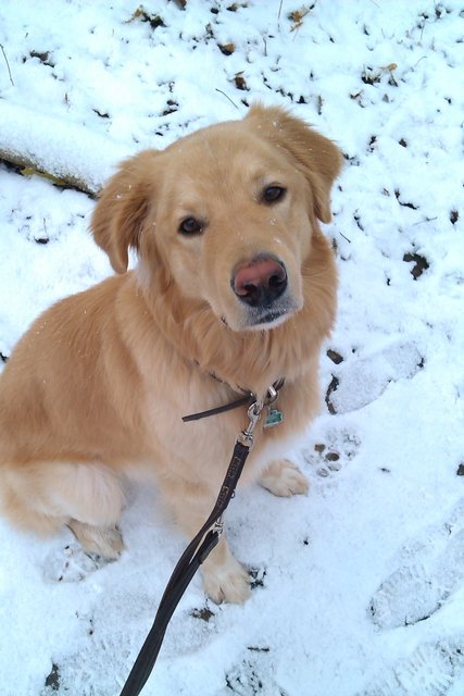 Ich bin ganz lieb und ich bin kein Golden Retriever.