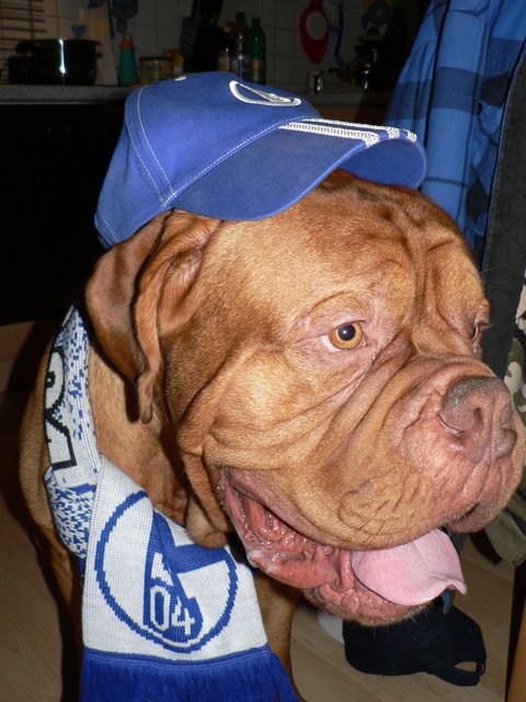 Ein echter Schalkefan!