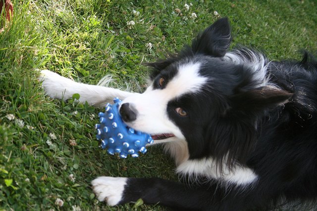 Der tut nix, der will nur spielen.