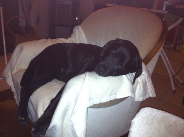 Dexter auf seinem Lieblingsplatz.....o.k. das Bett wäre noch besser