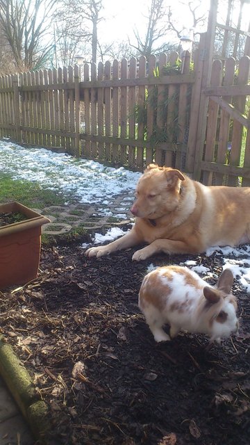 Er tut nix, aber der Osterhase rennt im über die Pfoten.
