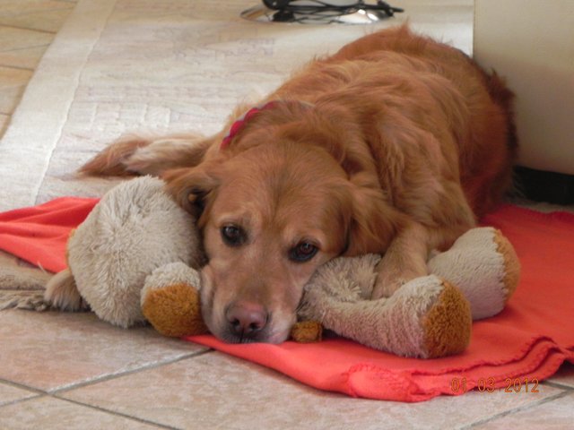 Sheela mag ihre Kuscheltiere