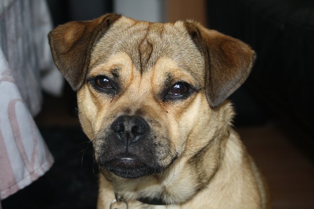 Carlos 1,5 Jahre alt Mops/ Jack Russel PFOTENKLATSCH