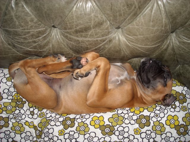 Halbes Hähnchen ;) ("Henry; Boxer; 3 J.)