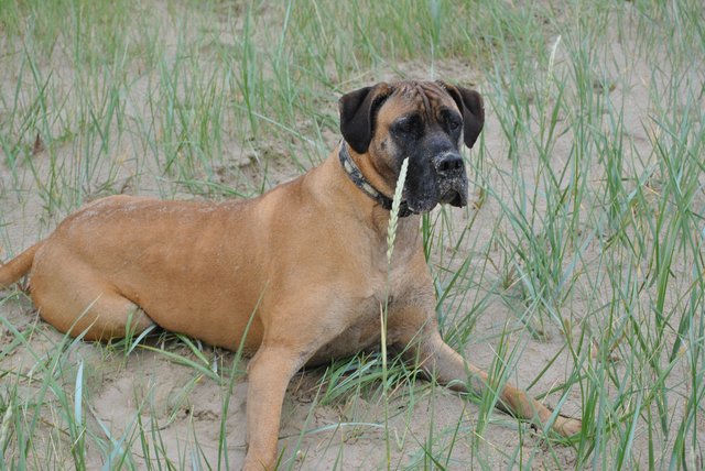 Wo ist mein Herrchen