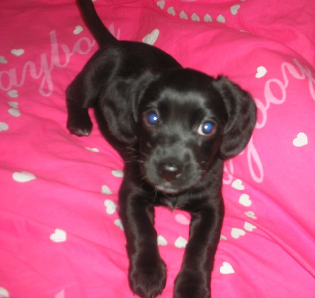Mein kleiner möchtegern Kampfhund Paris :)