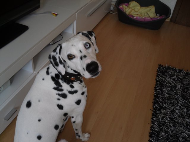 Was guckst du !