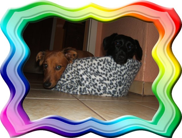 Sina & Tiffy
