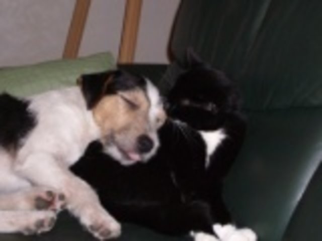 hab dich lieb (1)