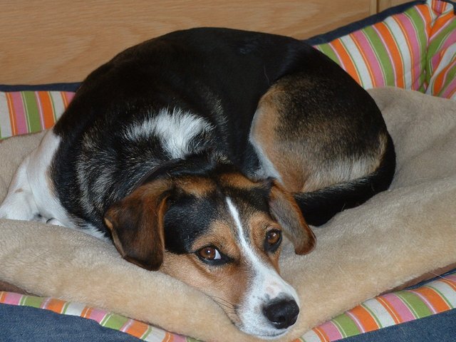 Unser Beitrag zur Rettung Griechenlands: Bruno, ehemaliger Straßenhund, nun in NRW