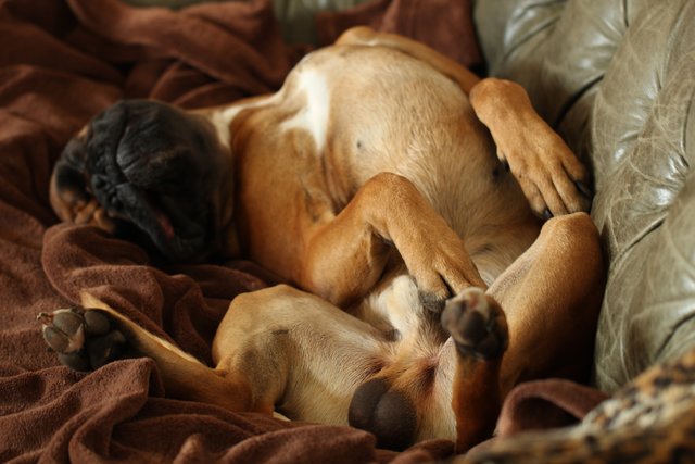 Lieb und kuschelig ("Henry"; Boxer; 3 J.)