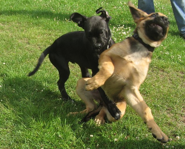 ...da wollte das kleine schwarze noch spielen....