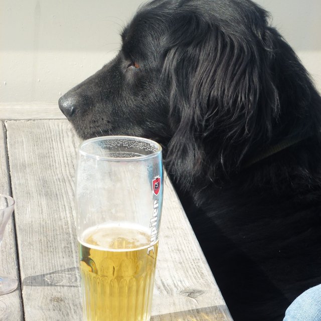 Der tut nix, der paßt nur auf mein Bier auf