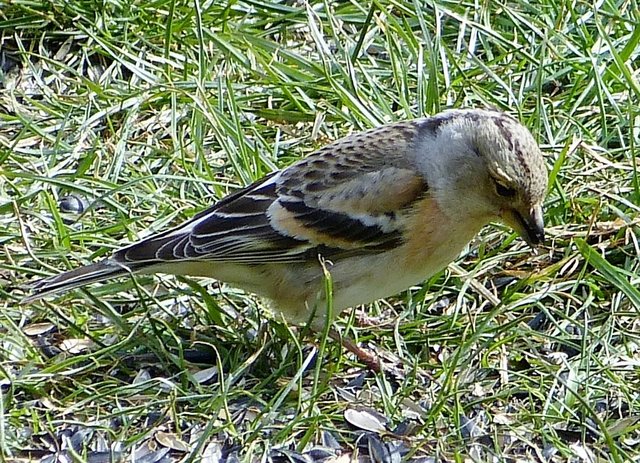 Das Weibchen des Bergfinks ist wesentlich schlichter gefärbt.