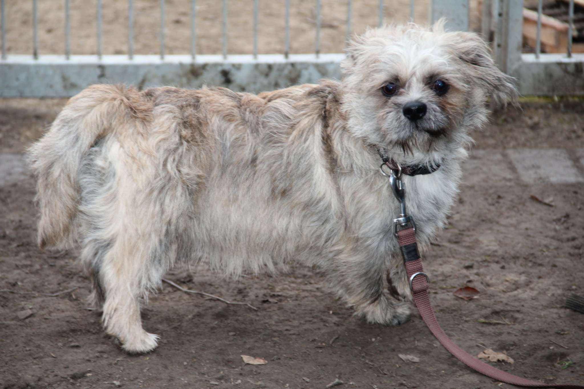 Tier der Woche Cairn Terrier ShihTzu Mischlingsrüde Oskar Mülheim an der Ruhr