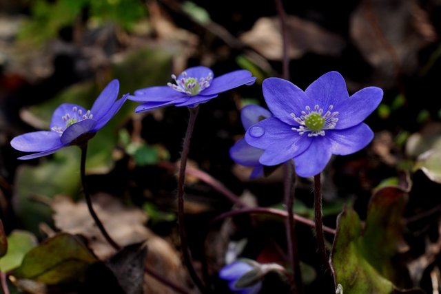 Leberblümchen Garten