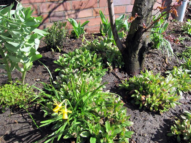 Bodendecker ohne Ende - doch, wie heißen sie......... - Oberhausen