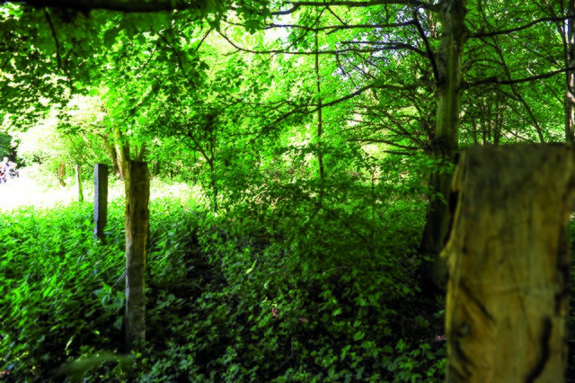 Vom Zaun stehen nur noch wenige Pfosten. | Foto: PR-Foto Köhring/PK