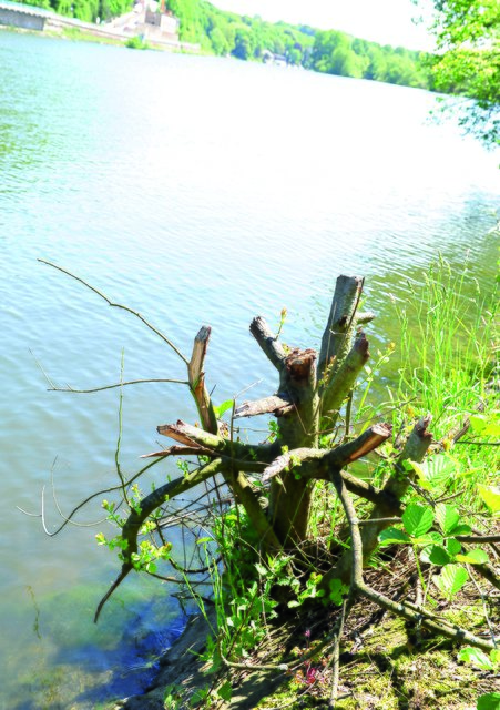 An Sträuchern werden mutwillig Äste abgesägt oder abgerissen. | Foto: PR-Foto Köhring/PK