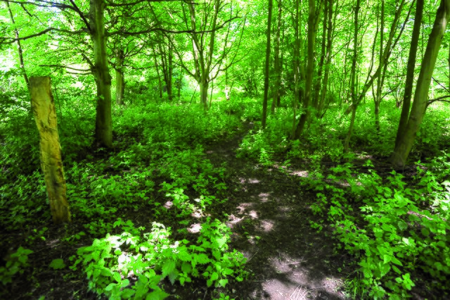 Der Zaun ist weg, ein  Trampelpfad führt mitten in das Naturschutzgebiet, obwohl man den Weg nicht verlassen dürfte. | Foto: PR-Foto Köhring/PK